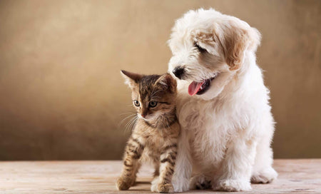 Fashion for Pool Pets